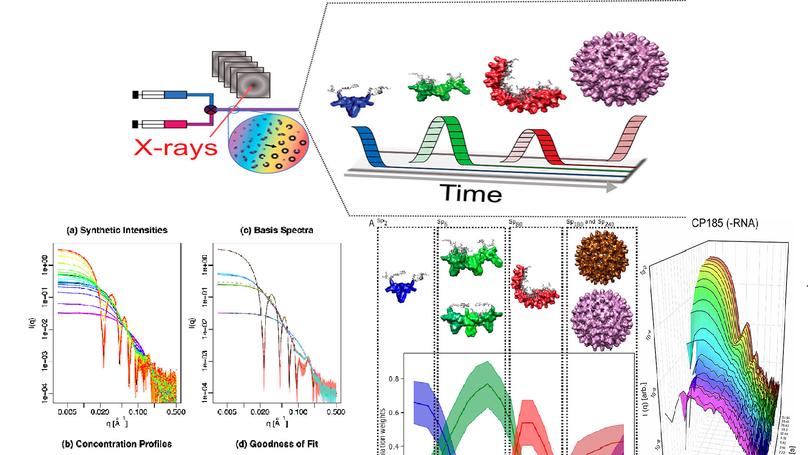 Assembly of Capsids from Hepatitis B Virus Core Protein Progresses through Highly Populated Intermediates in the Presence and Absence of RNA